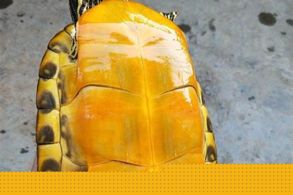 火焰龟有什么门道