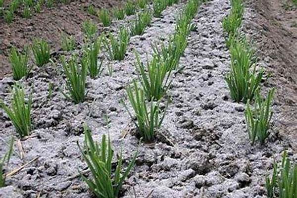 草木灰的化学式怎么写