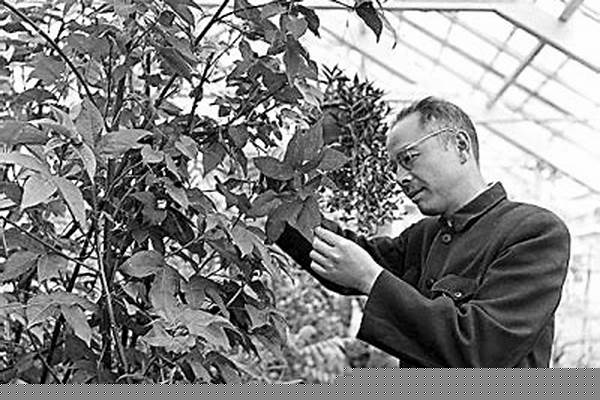 怀旧服植物学家的指南