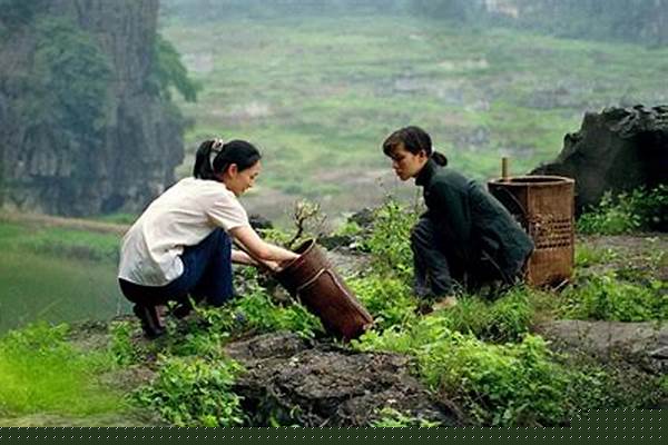 怀旧服植物学家的指南