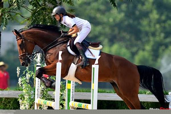 马术障碍赛的组织与管理