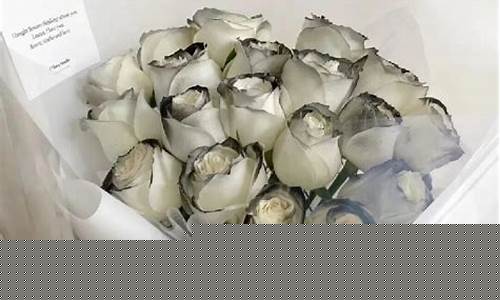 黑色骑士花语是什么