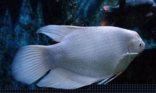 黄金战船鱼能长多大