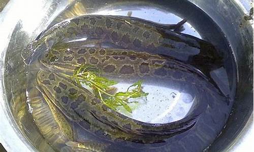 世界上最大的泥鱼在哪钓