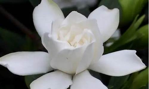 以下哪种植物在古代用作