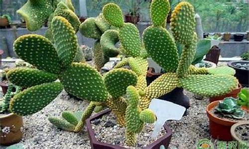 战神仙人掌为什么进不去