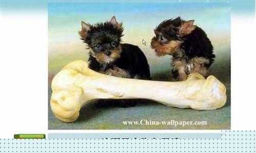 狗和骨头的故事完整版
