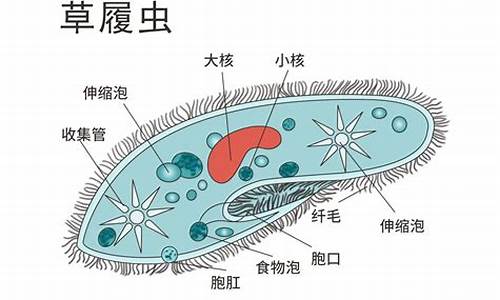 草履虫的结构复杂吗