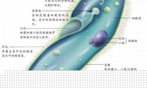 草履虫的结构层次