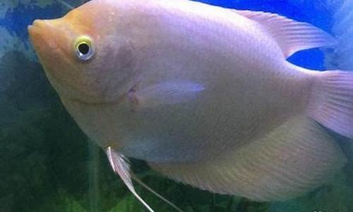 黄金战船鱼能长多大